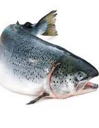 Salmon Atlantico