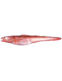 Pink Cusk-eel